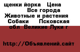 щенки йорка › Цена ­ 15 000 - Все города Животные и растения » Собаки   . Псковская обл.,Великие Луки г.